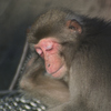 披露山公園のミニ動物園