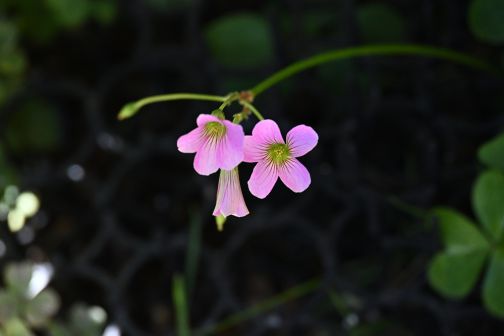 カタバミの花