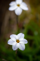 近所の草花　花ニラ