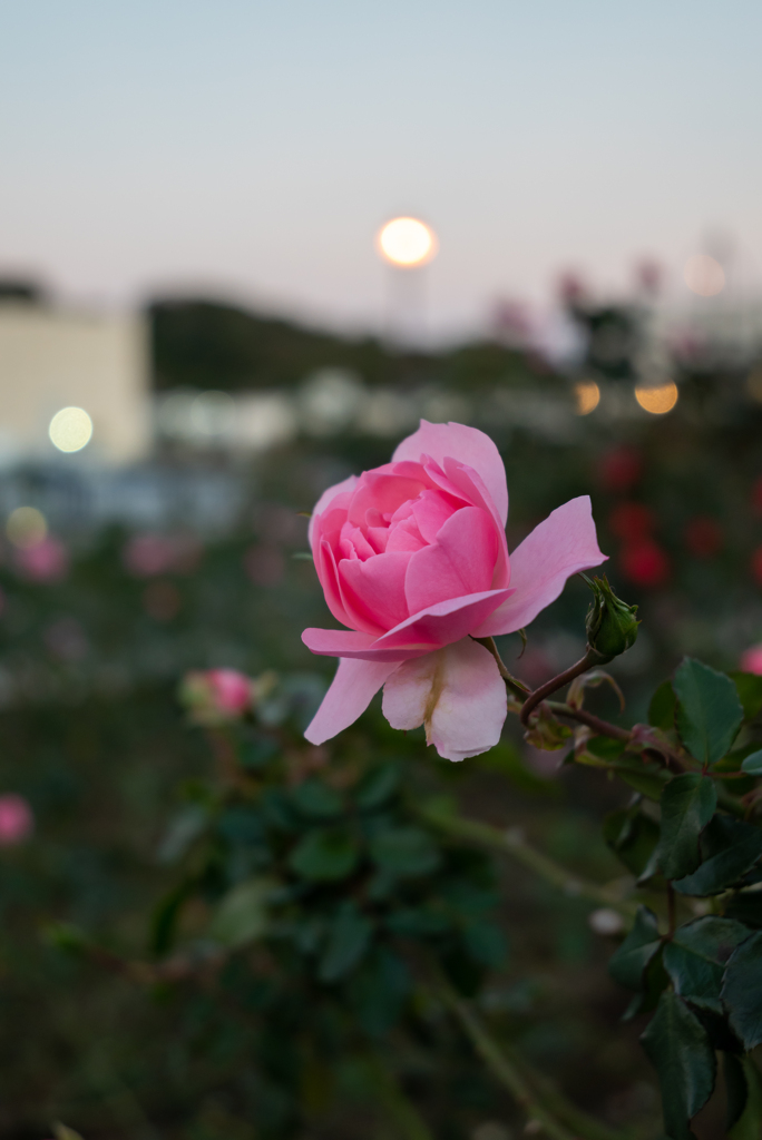 ベルニー公園のバラと夕闇