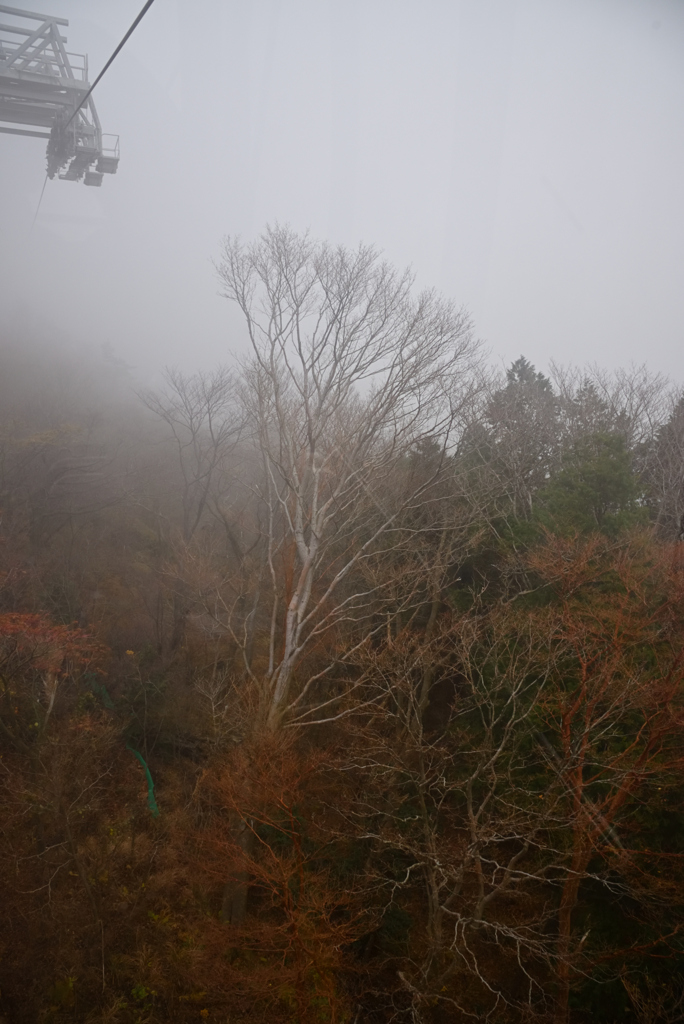 霧の中の紅葉