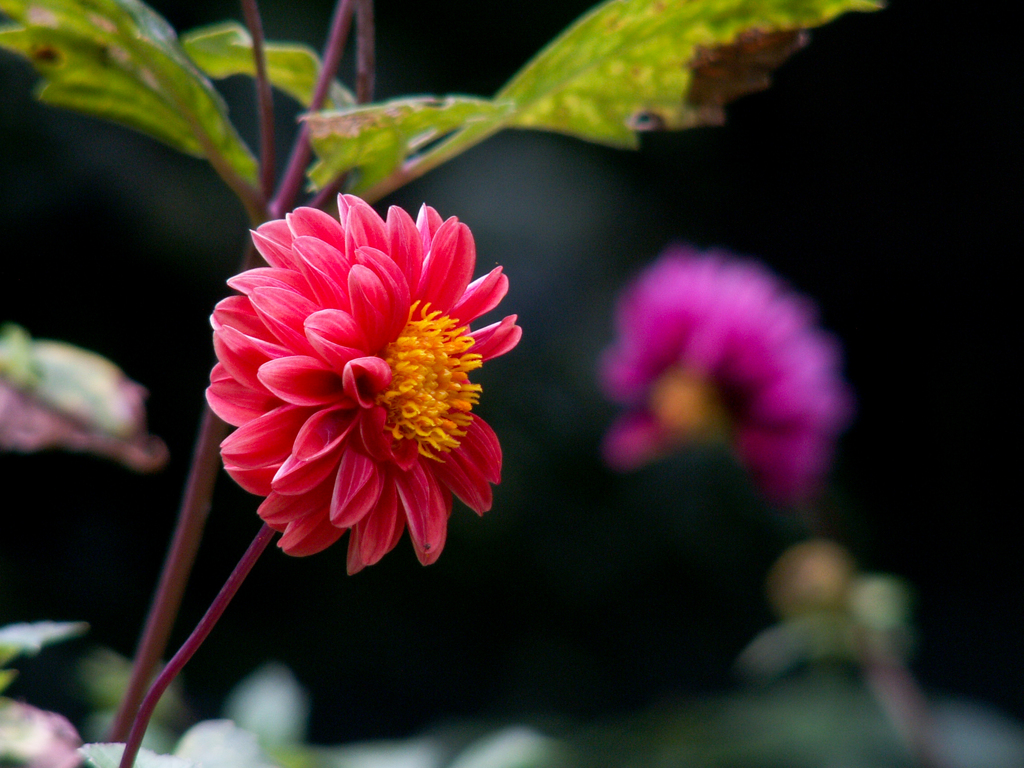 蘆花公園の花