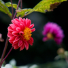 蘆花公園の花