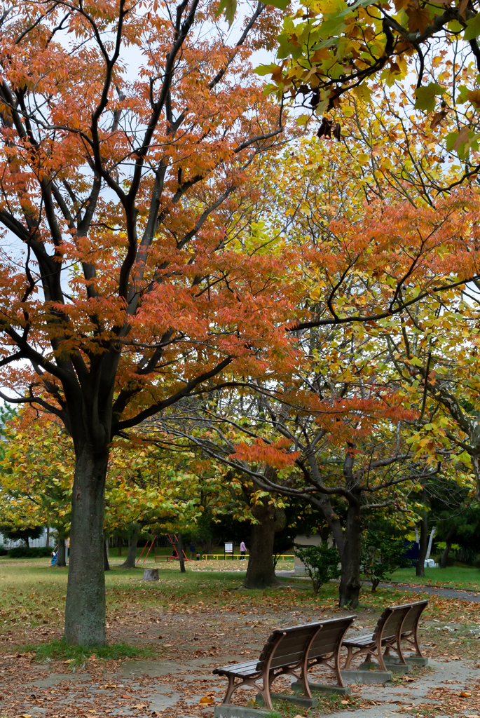 紅葉の公園