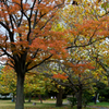 紅葉の公園