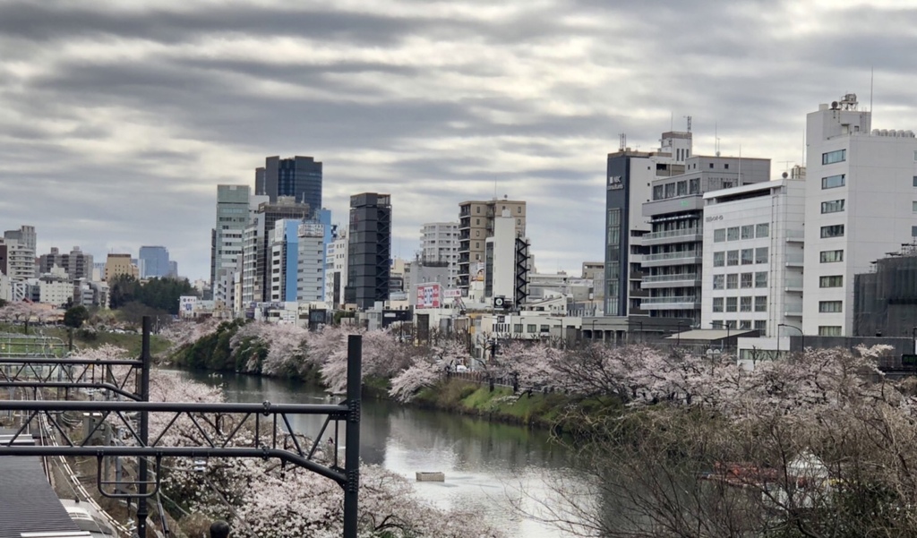 飯田橋からの桜並木