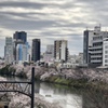 飯田橋からの桜並木