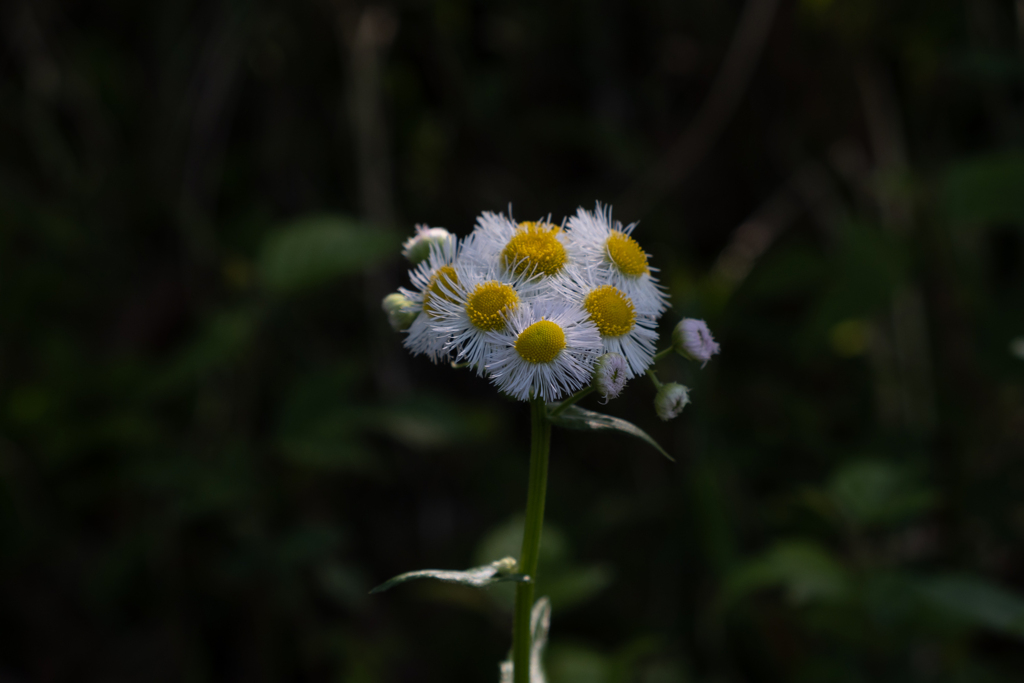 ぽつんと野花