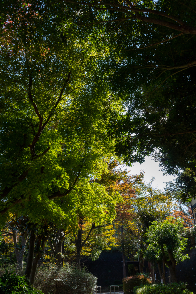 全く色づかない近所の公園