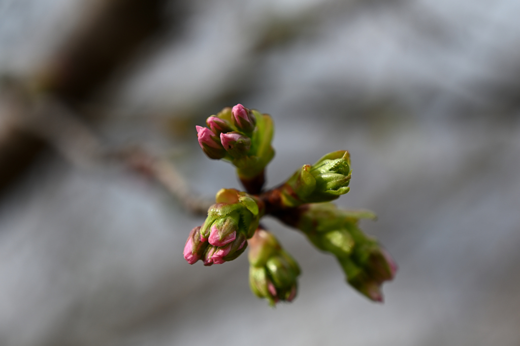 桜のつぼみ