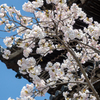 八坂の塔の桜