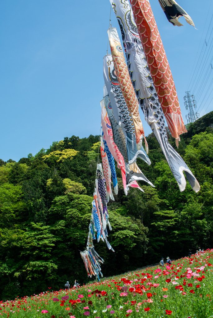 花と鯉のぼり