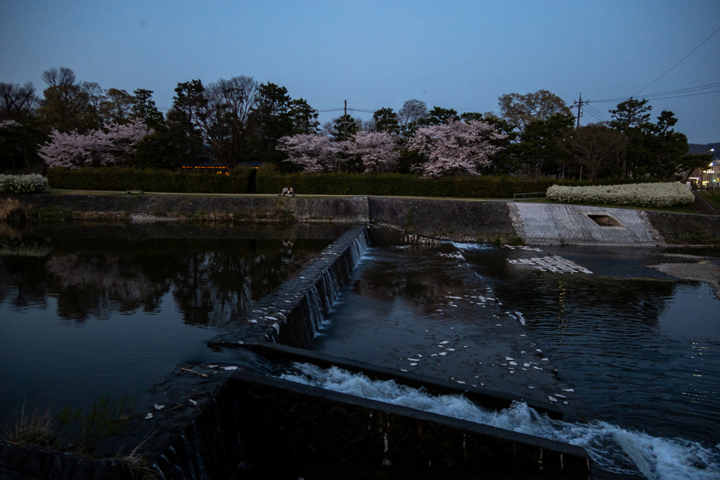 賀茂川の夕闇の桜