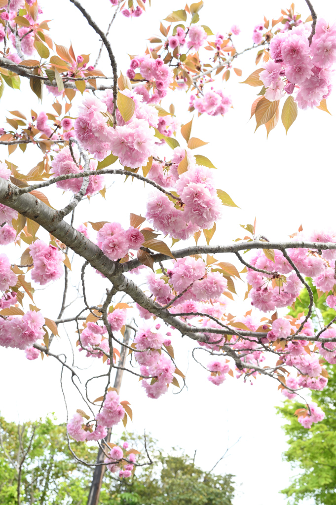 鶴岡八幡宮の桜