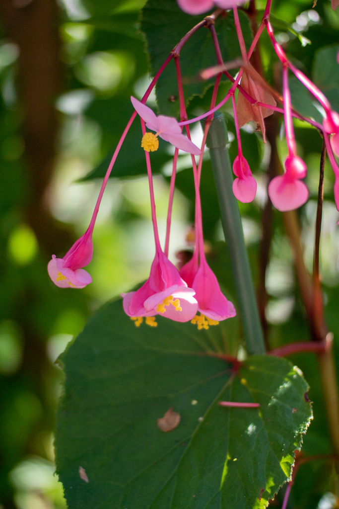 成就院の花