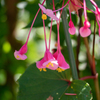 成就院の花