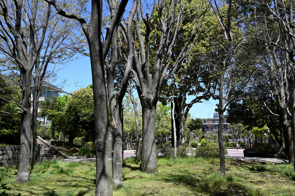 五月晴れの公園