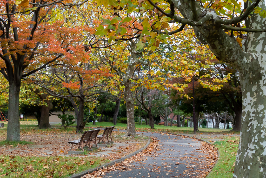 小さな公園の紅葉