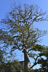 五霊神社の大木