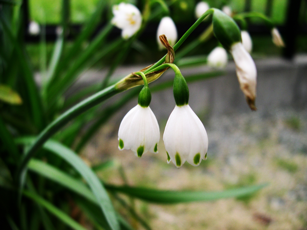 庭の花