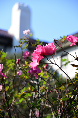 港が見える丘公園