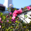 港が見える丘公園