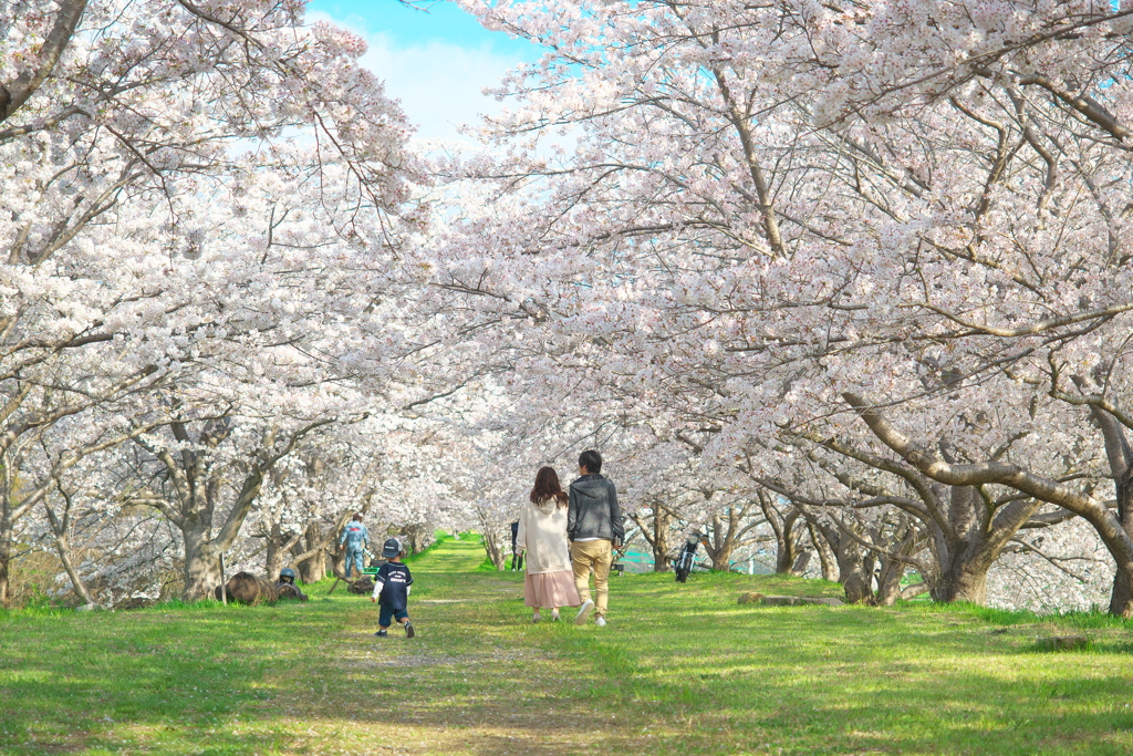 桜の季節