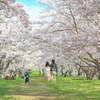 桜の季節