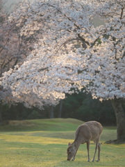 シカトサクラ