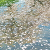 水面桜