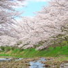 桜の季節３