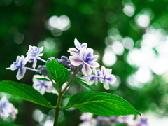 紫陽花と木漏れ日