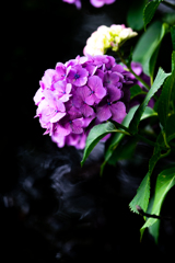 令和の夏　紫陽花