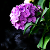 令和の夏　紫陽花