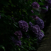 令和の夏　紫陽花