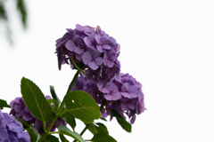 令和の夏　紫陽花