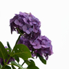 令和の夏　紫陽花