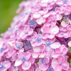 令和の夏　紫陽花