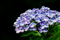 令和の夏　紫陽花