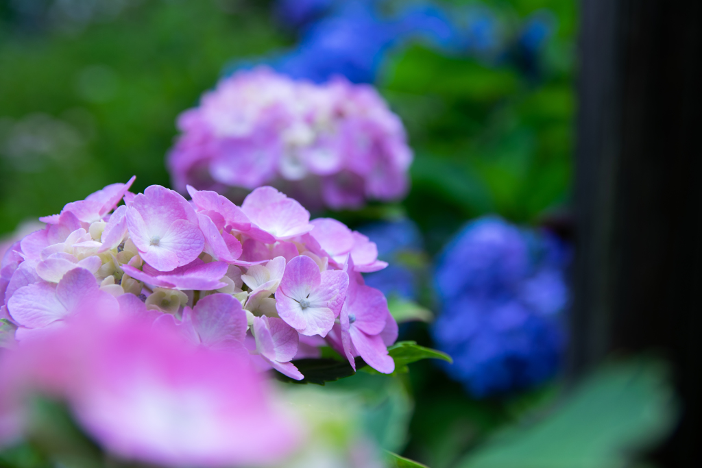 令和の夏　紫陽花