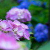 令和の夏　紫陽花