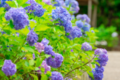 令和の夏　紫陽花