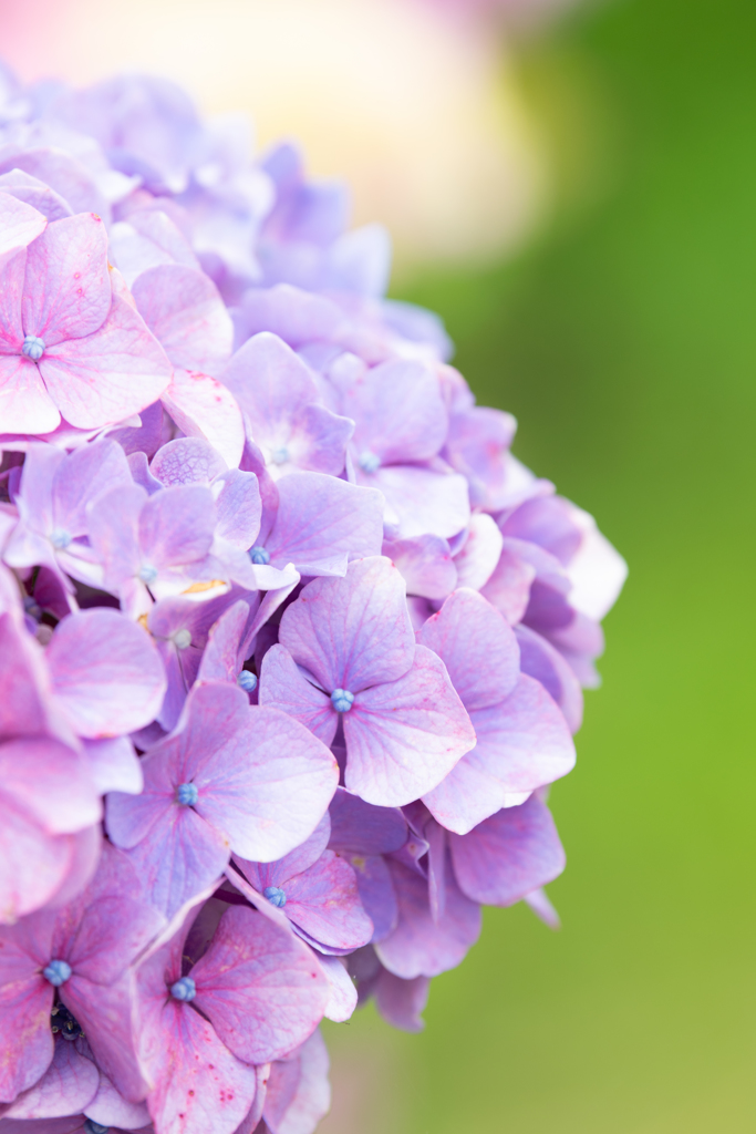 令和の夏　紫陽花
