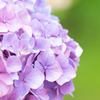 令和の夏　紫陽花