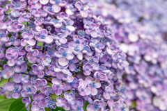 令和の夏　紫陽花
