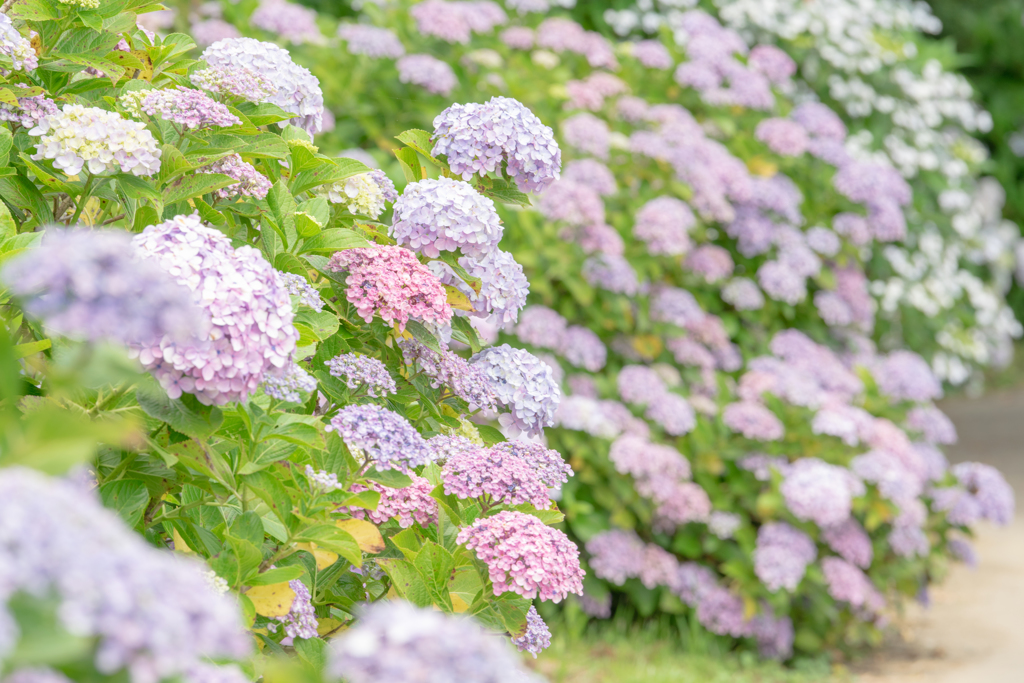 令和の夏　紫陽花