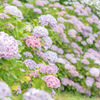 令和の夏　紫陽花
