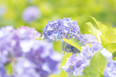 令和の夏　紫陽花