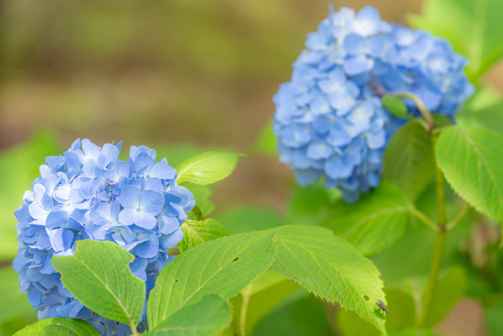 令和の夏　紫陽花