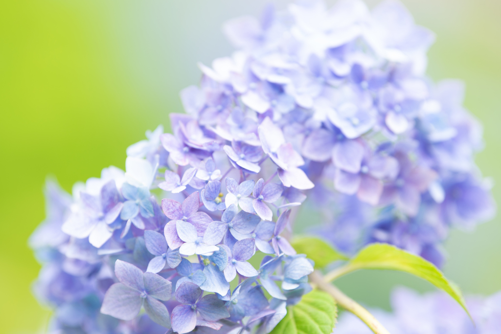 令和の夏　紫陽花